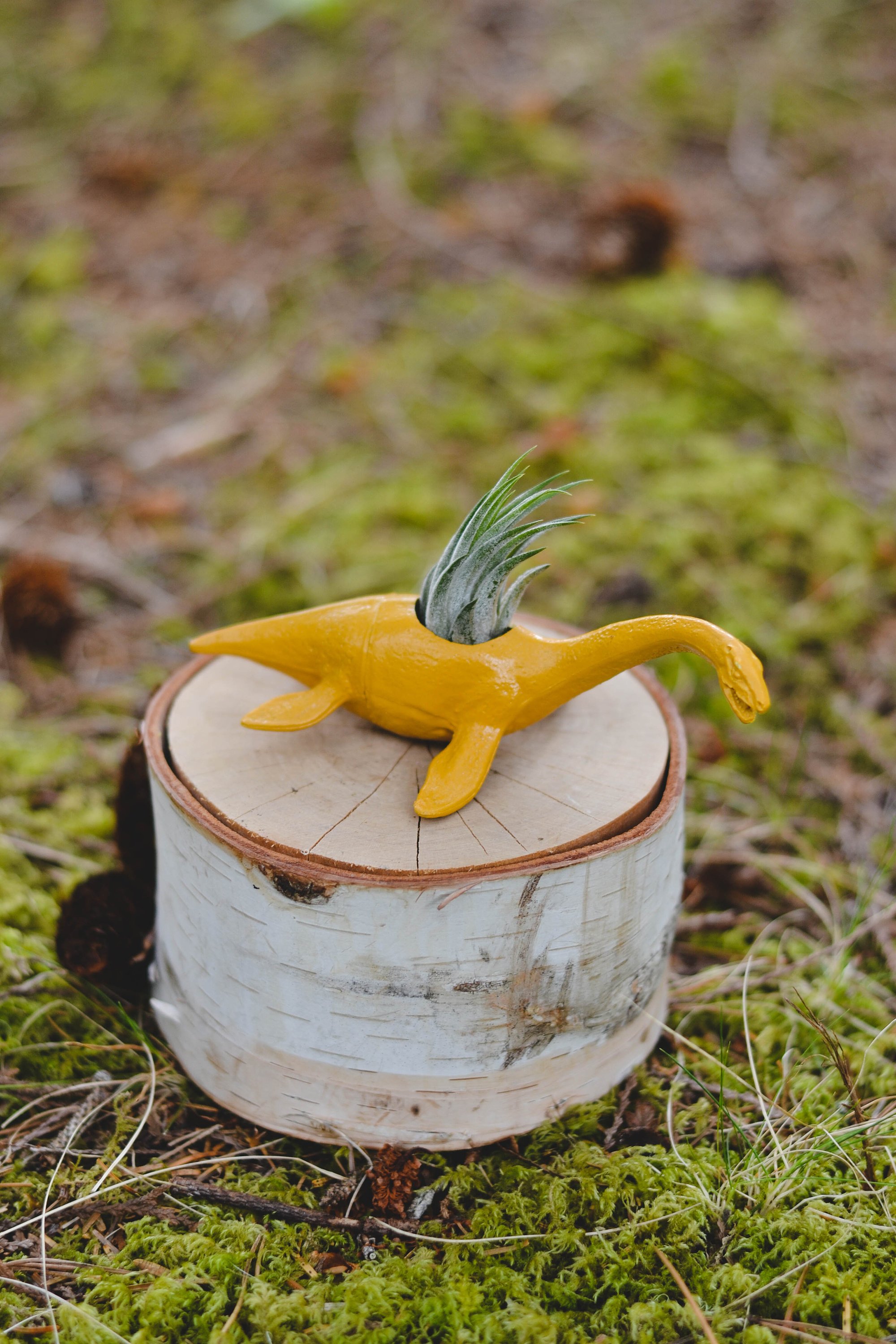 Dinosaur Planter with Air Plant