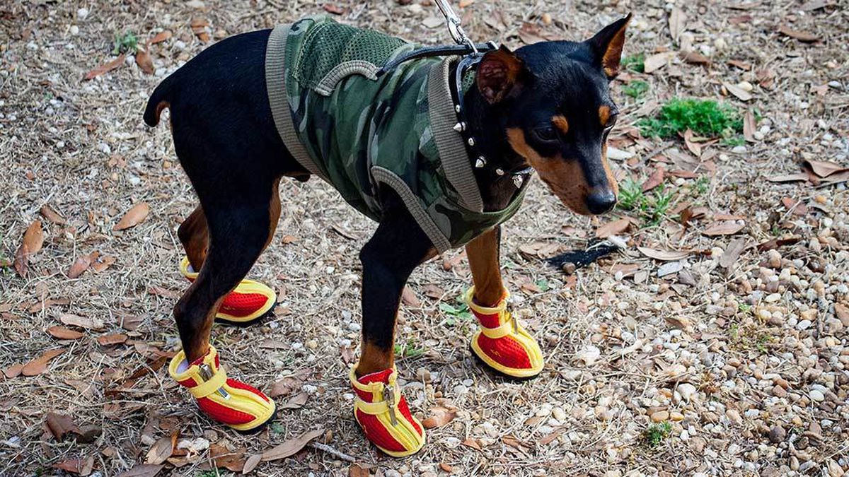 Dog Boots