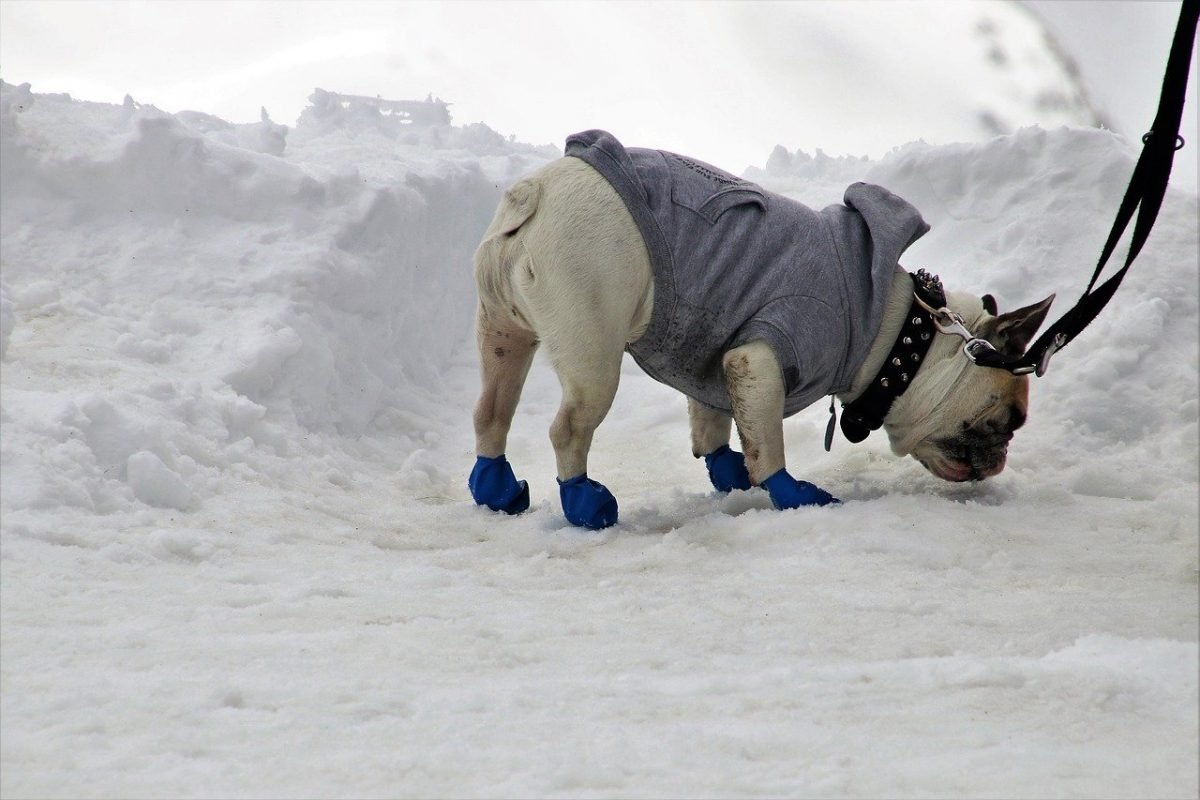 Dog Boots