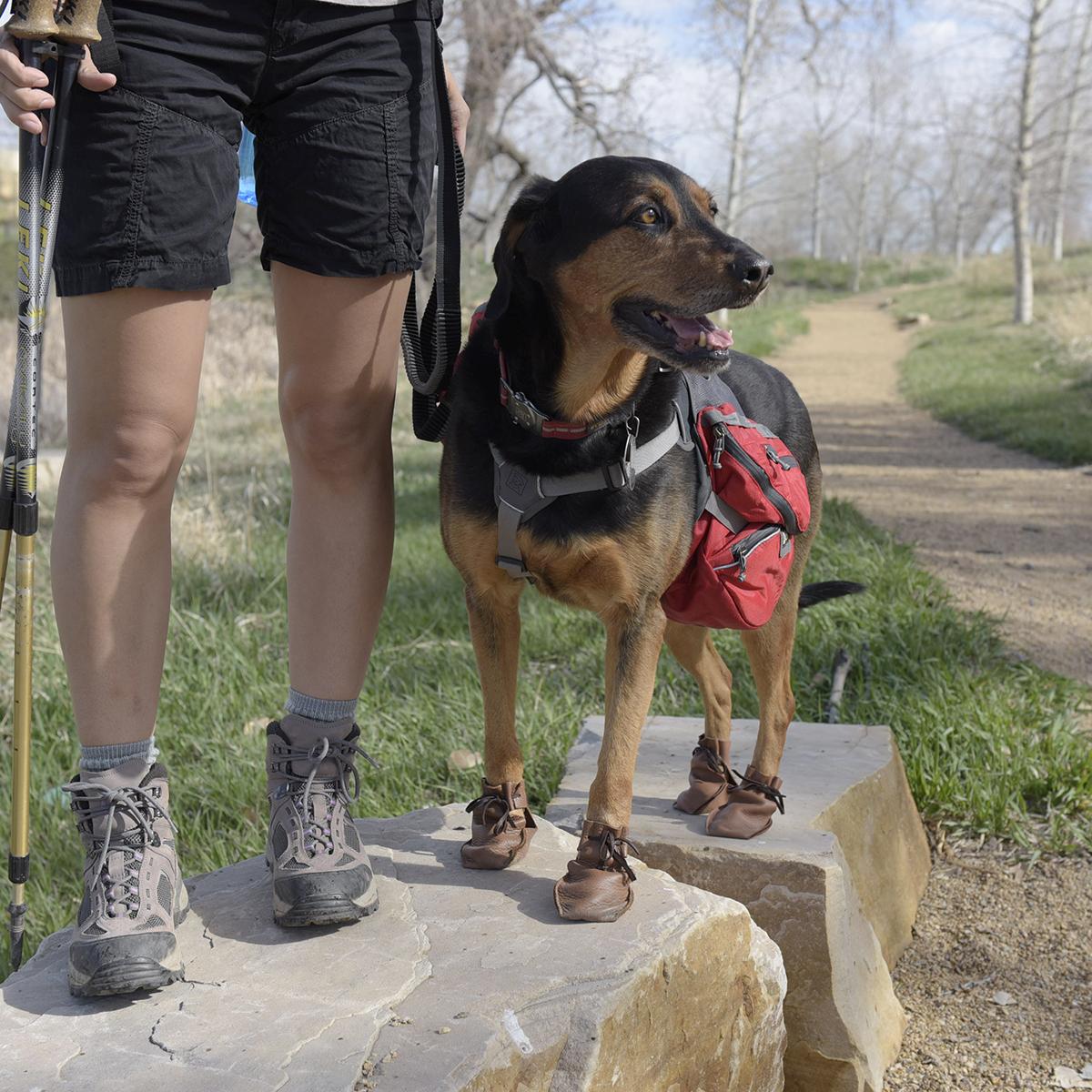 Dog Boots