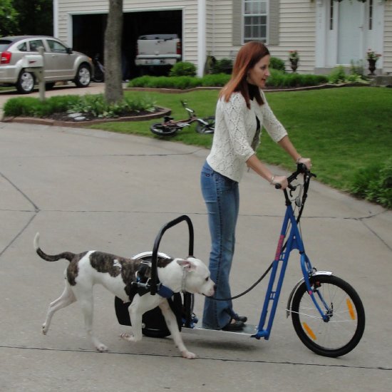 Dog Powered Scooter