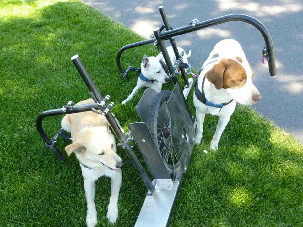 Dog Powered Scooter