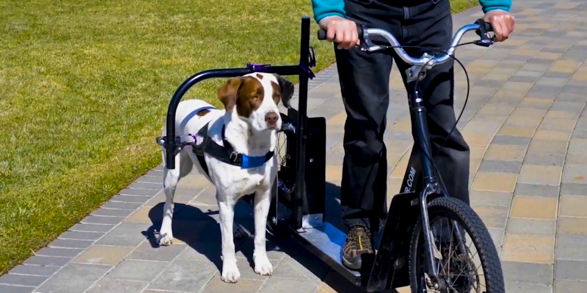 Dog Powered Scooter