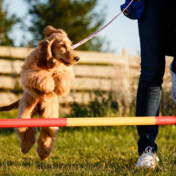 Dog/Puppy Obedience Recall Training Agility Lead