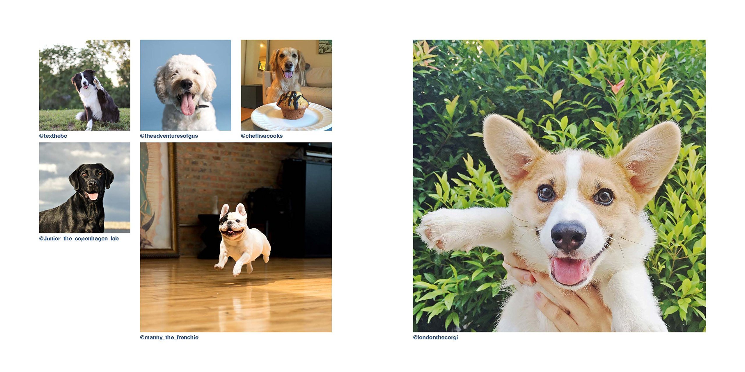 Dogs on Instagram Photobook