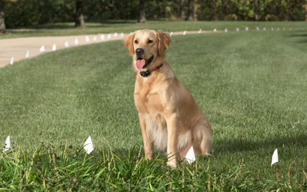 Electronic Dog Fence