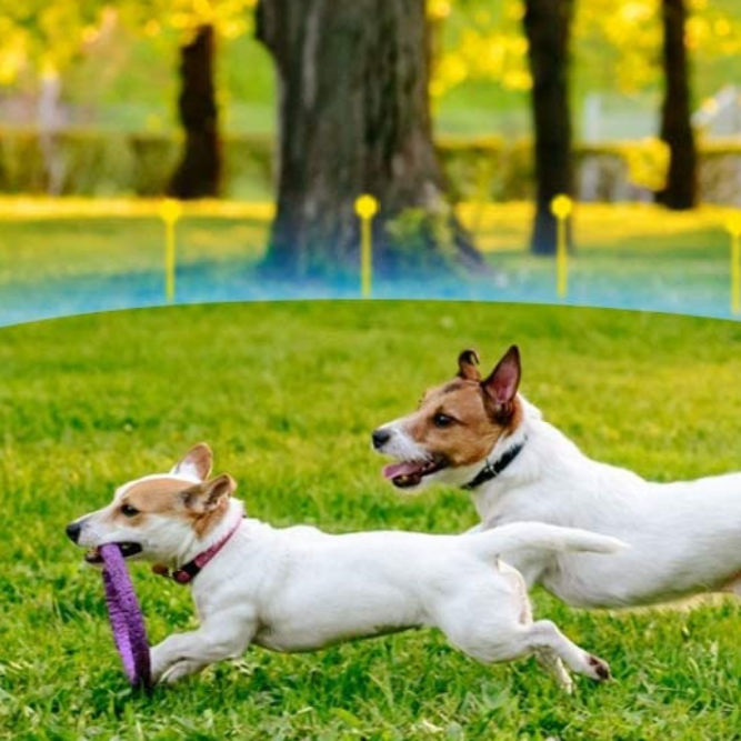 Electronic Dog Fence