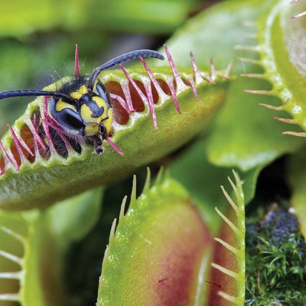 Fly Trap Plant (Carnivorous)