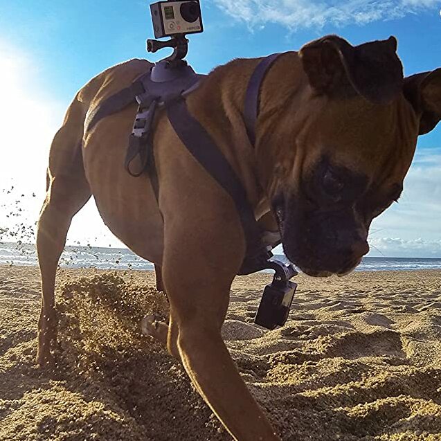 GoPro Fetch Dog Harness