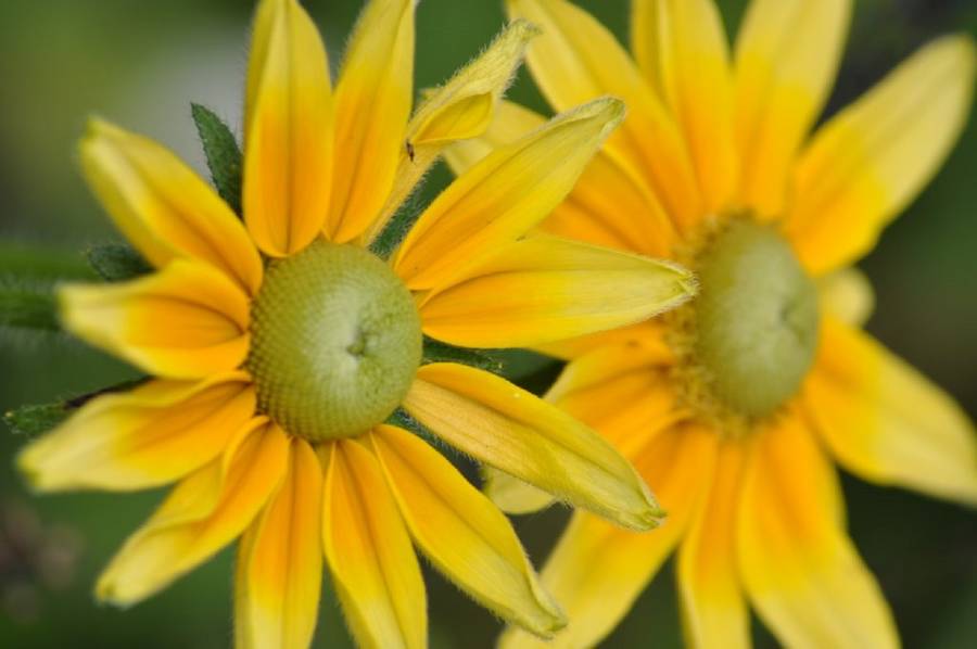 Grow Your Own Golden Wedding Anniversary Garden