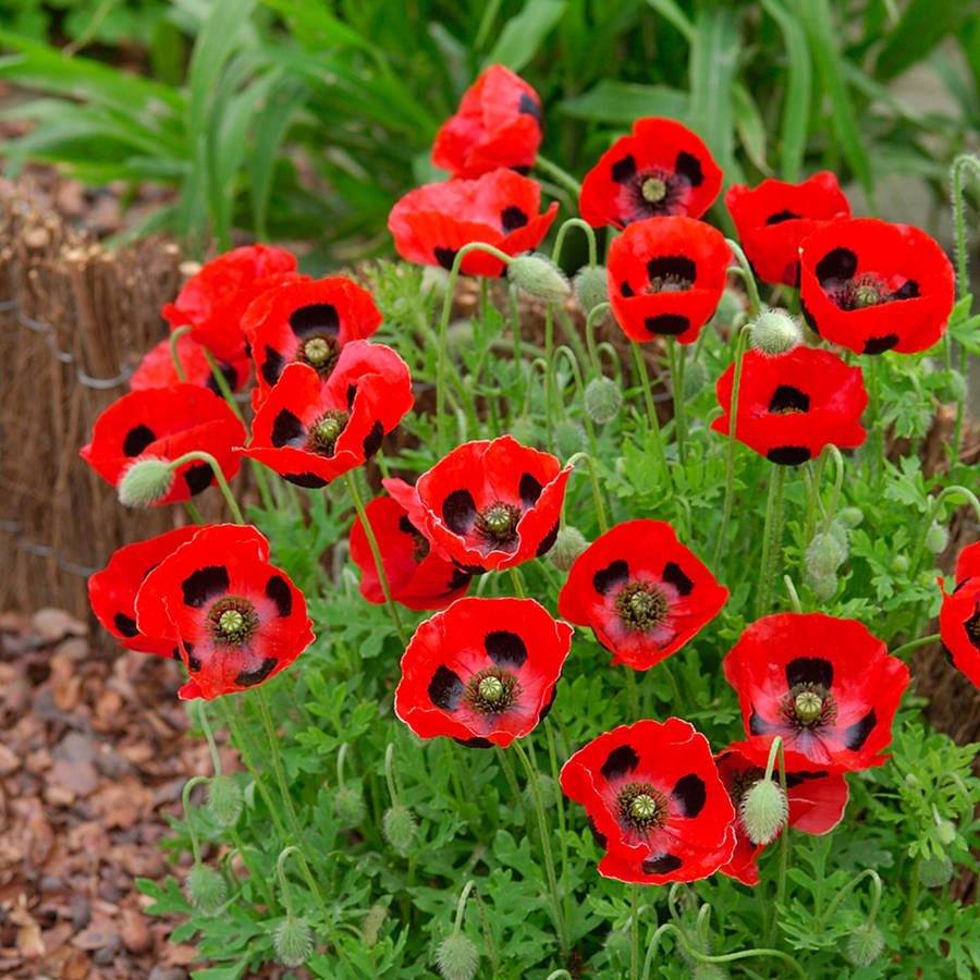 Grow Your Own Ruby Wedding Anniversary Garden