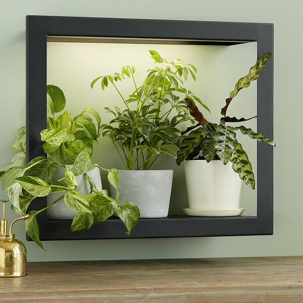 Growlight Frame Shelf