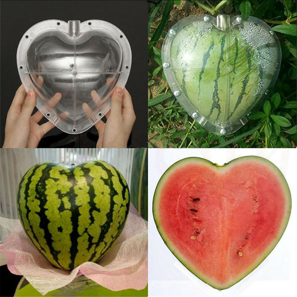 Heart Shaped Fruit Growing Molds