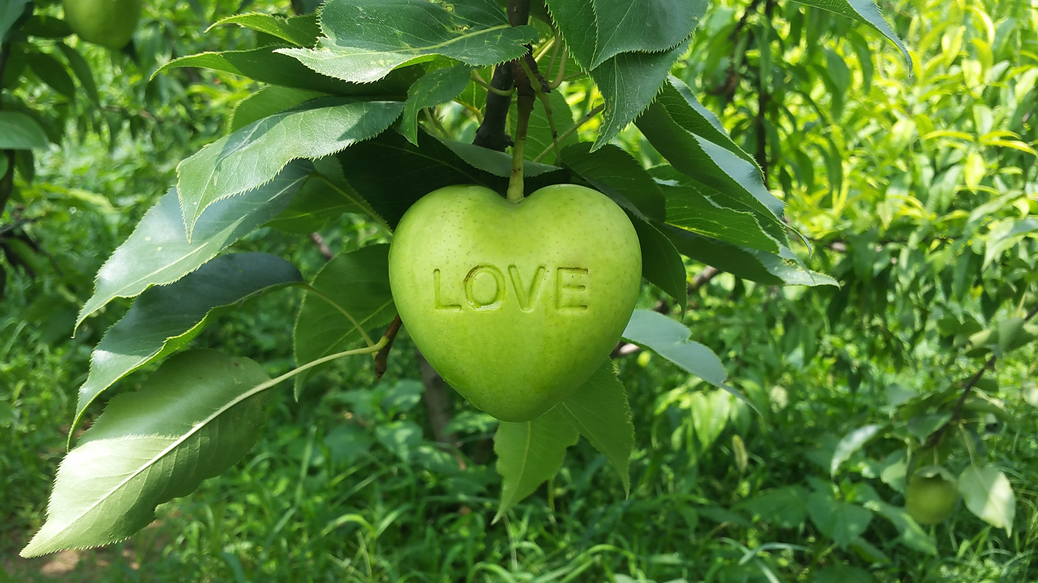 Heart Shaped Fruit Growing Molds