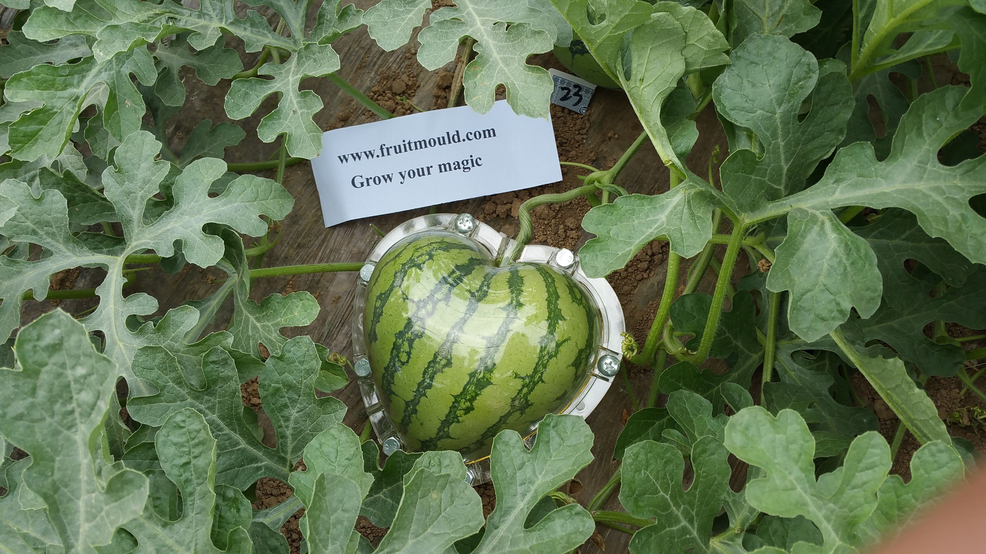 Heart Shaped Fruit Growing Molds