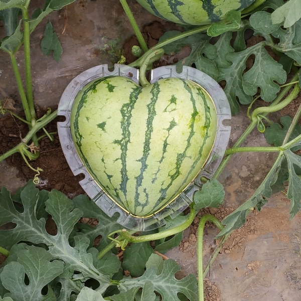 Heart Shaped Fruit Growing Molds