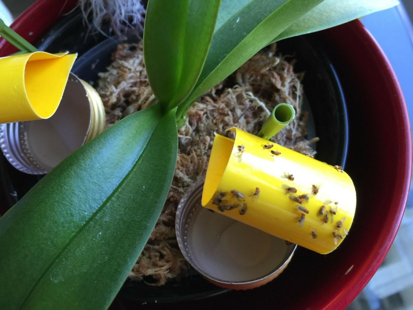 Houseplant Sticky Stakes Insect Trap