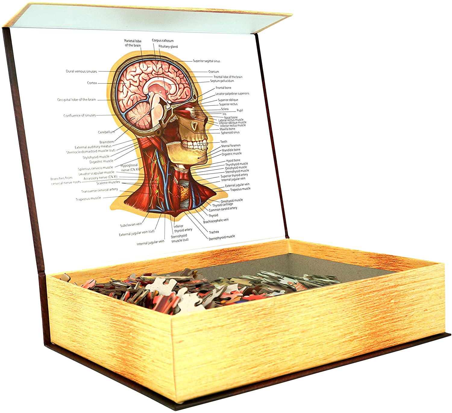 Human Head Anatomy Jigsaw Puzzle