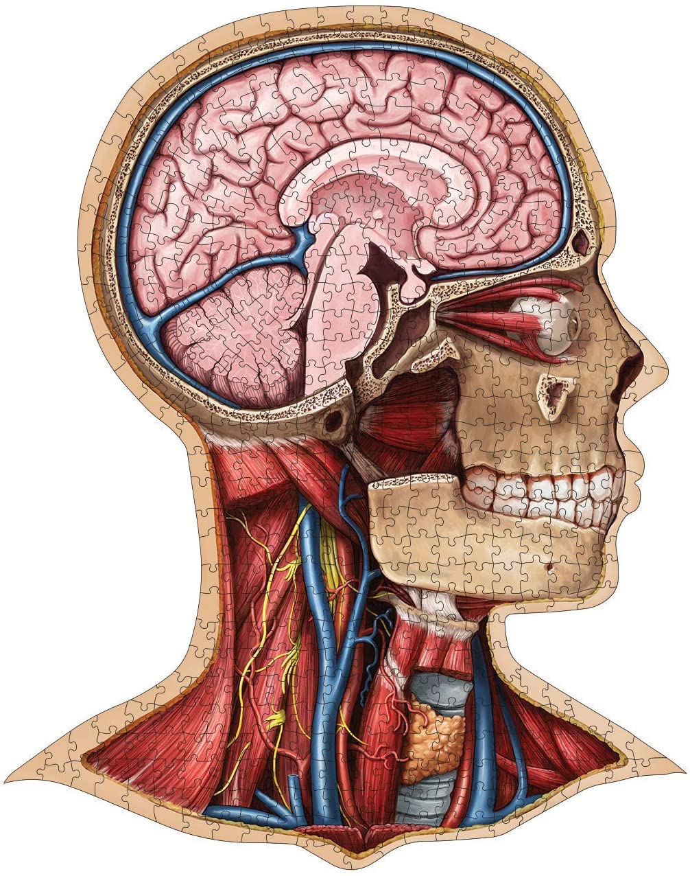 Human Head Anatomy Jigsaw Puzzle