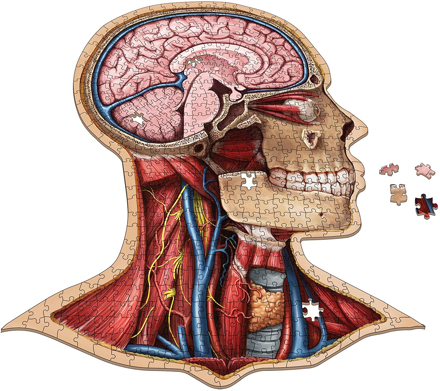 Human Head Anatomy Jigsaw Puzzle