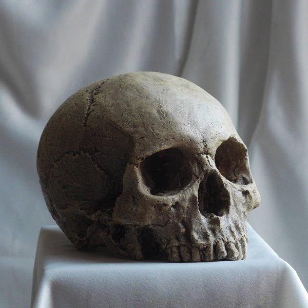 Human Skull Replica