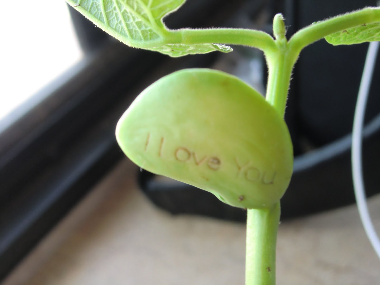 I Love You Bean Plant