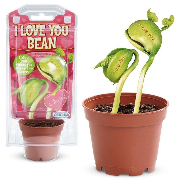 I Love You Bean Plant