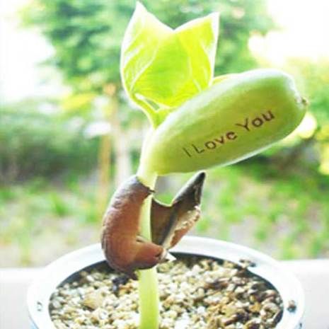 I Love You Bean Plant