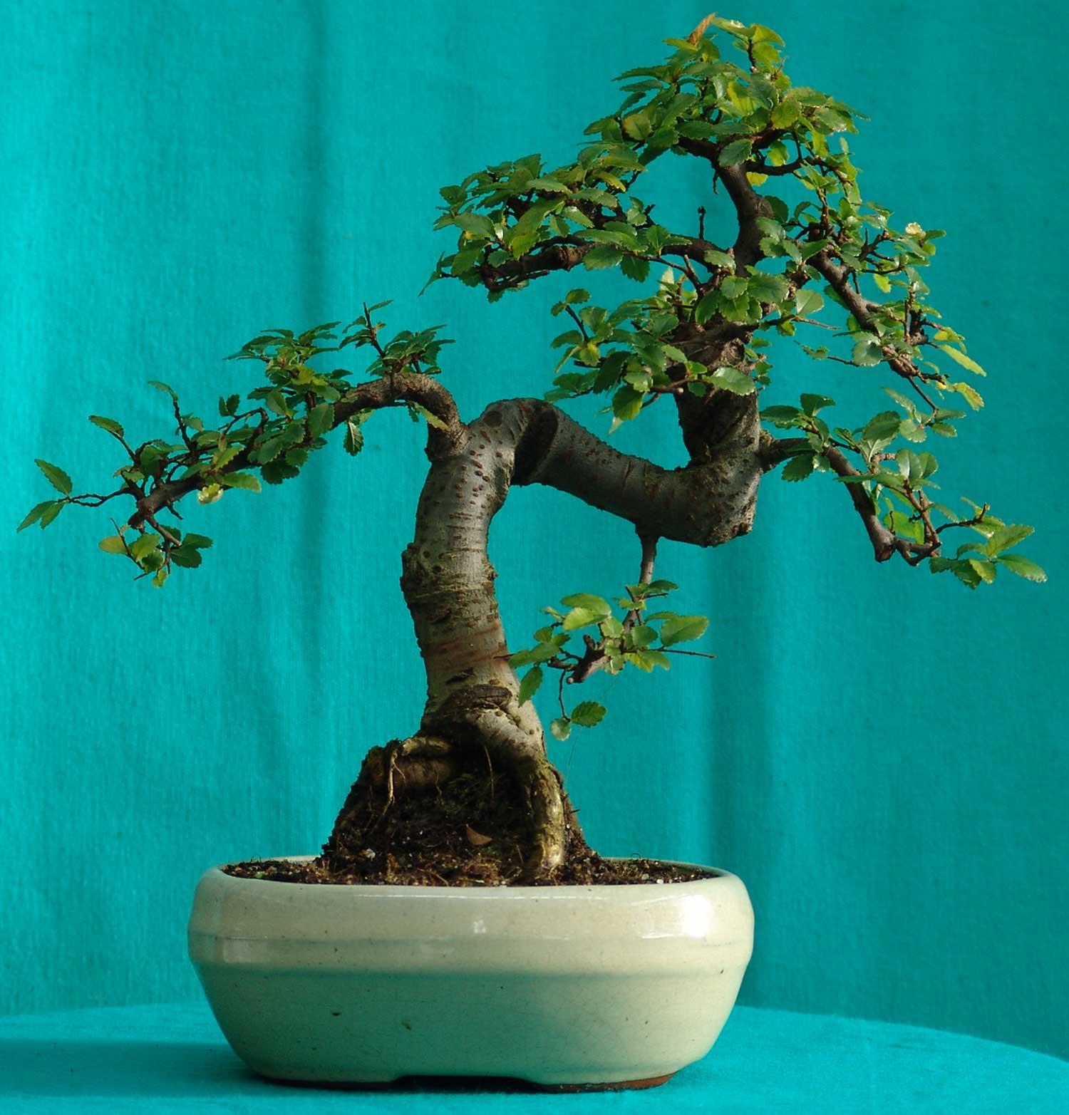 Indoor Bonsai