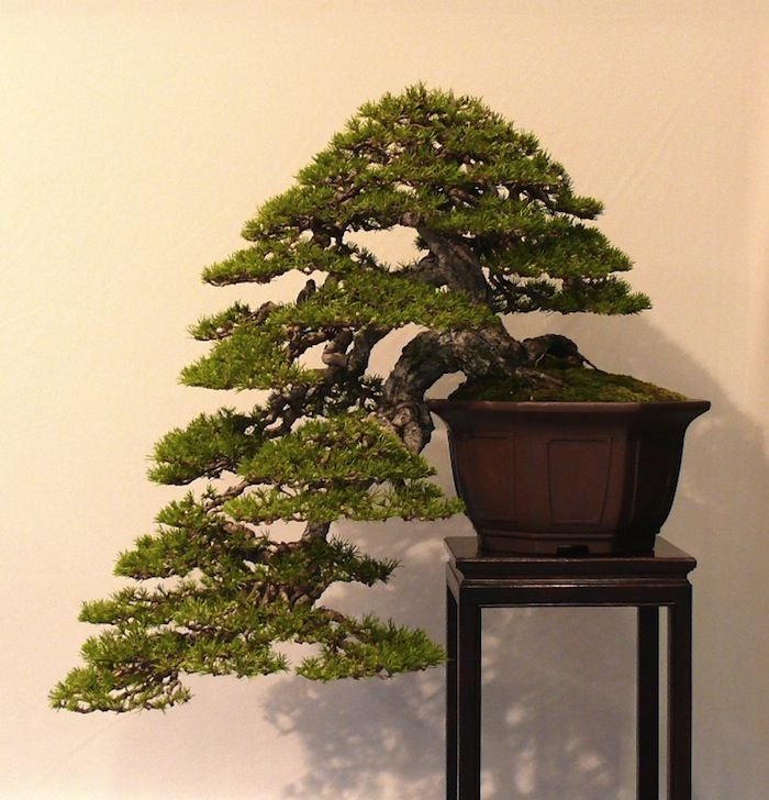 Indoor Bonsai