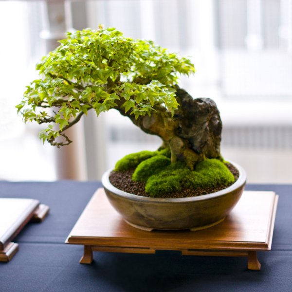 Indoor Bonsai