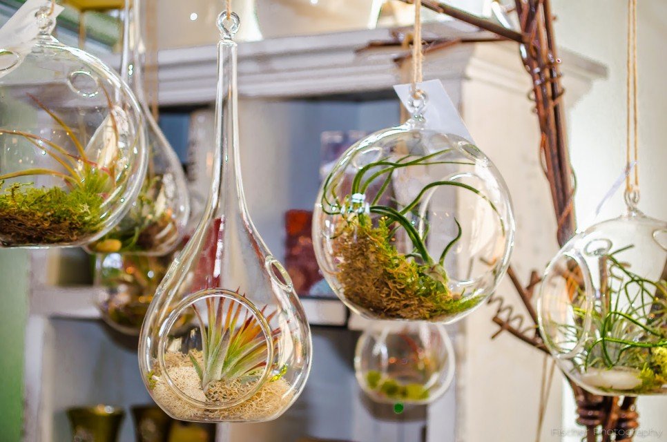 Indoor Terrarium Air Plant