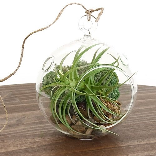 Indoor Terrarium Air Plant