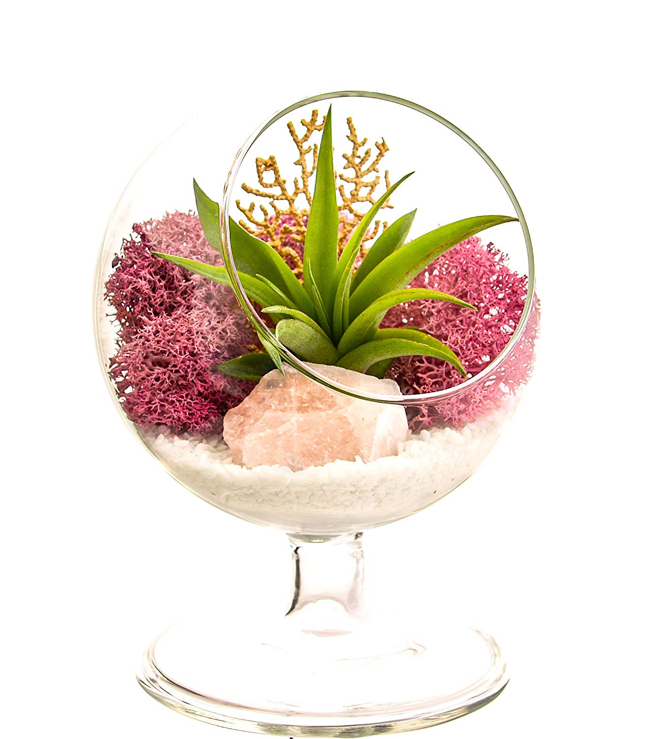 Indoor Terrarium Air Plant