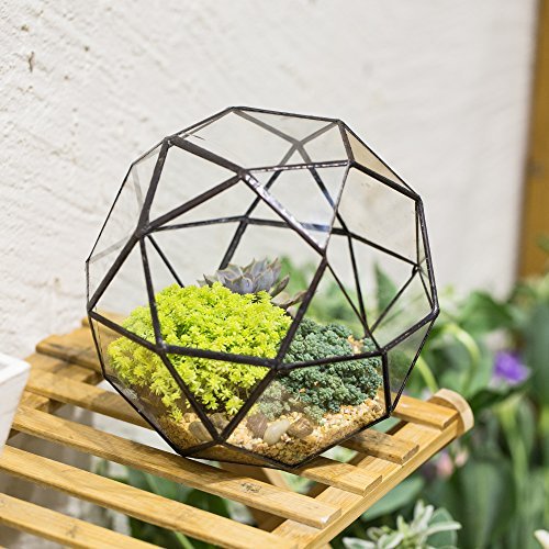 Indoor Terrarium Air Plant
