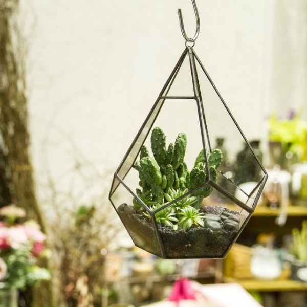 Indoor Terrarium Air Plant