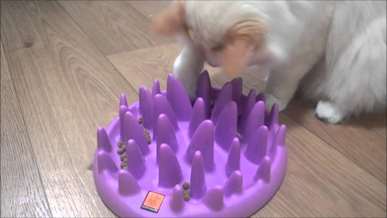 Interactive Cat Feeder