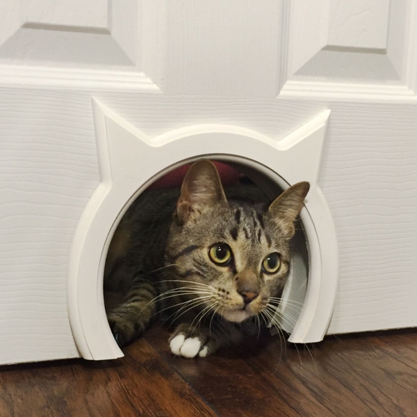 Interior Cat Door