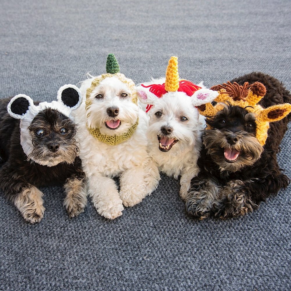 Knitted Dog Snood