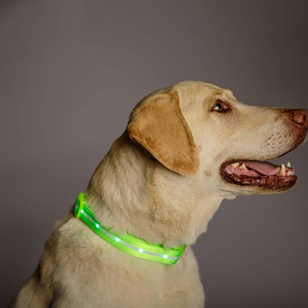 LED Dog Collar