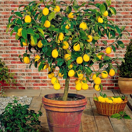 Lemon Tree