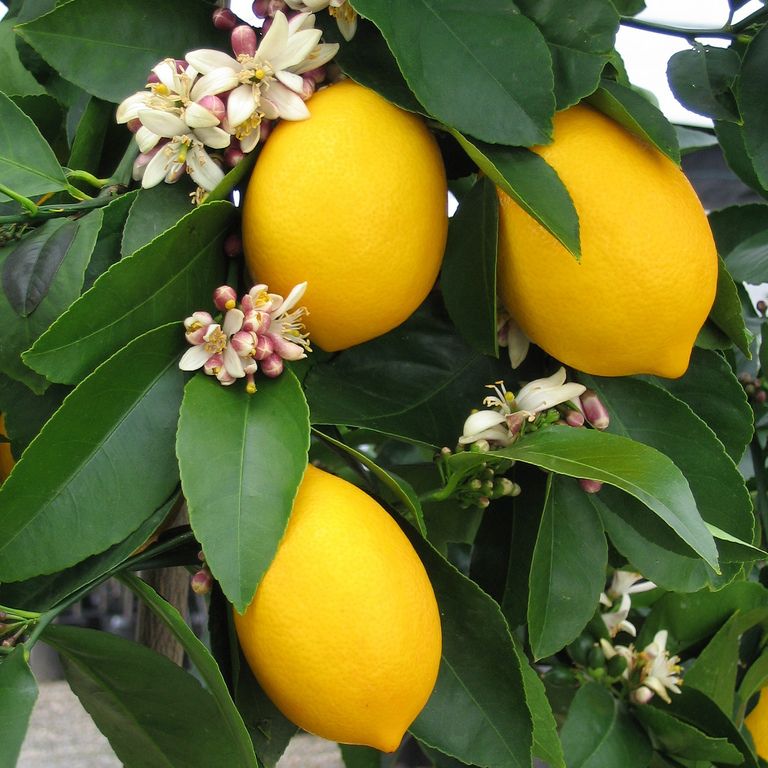 Lemon Tree