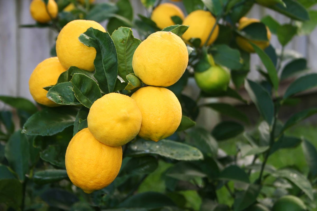 Lemon Tree