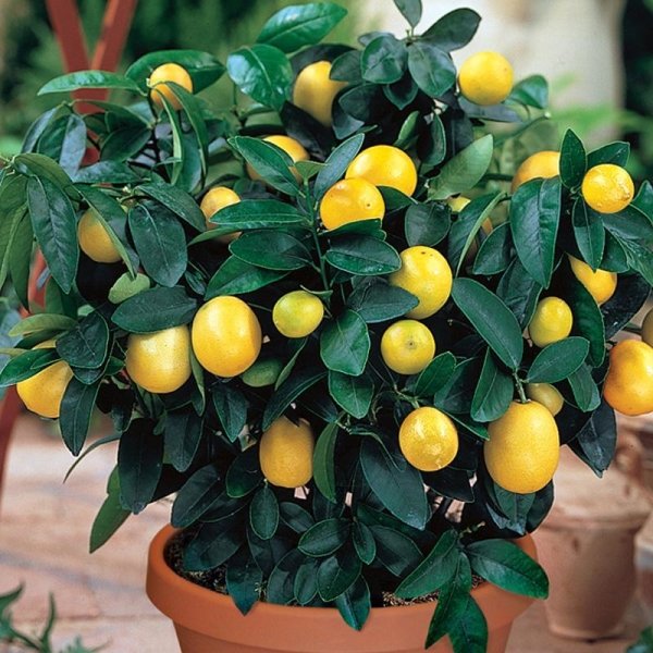 Lemon Tree