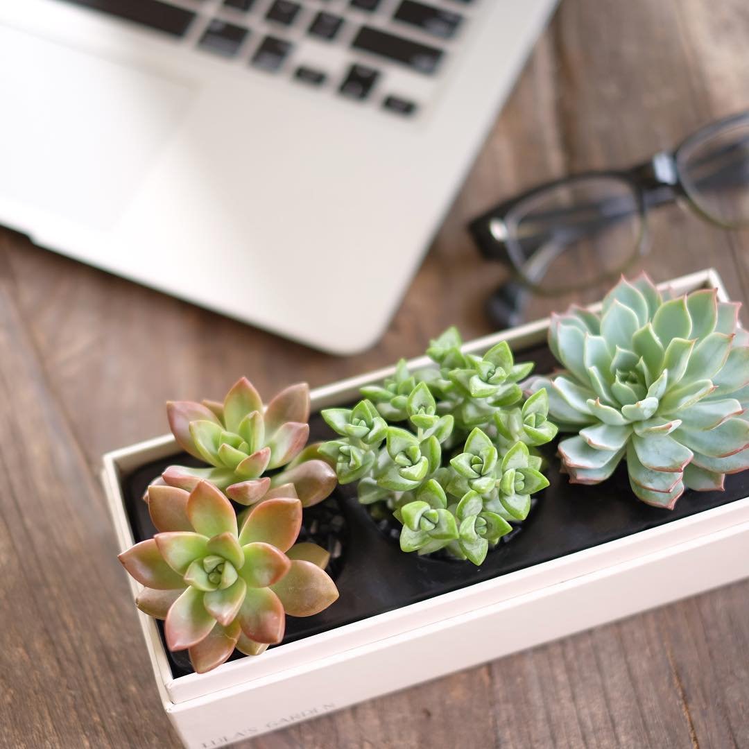 Live Succulent Plant with Thank You Gift Box Giftopix