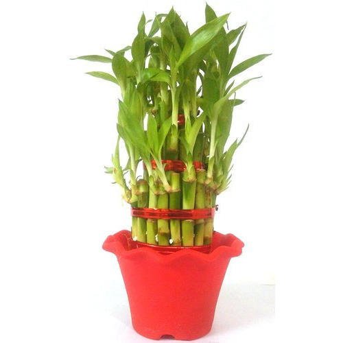  Lucky Bamboo