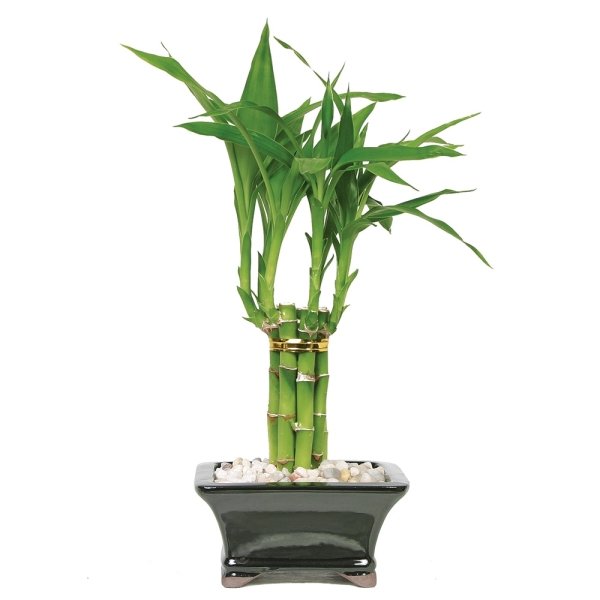  Lucky Bamboo