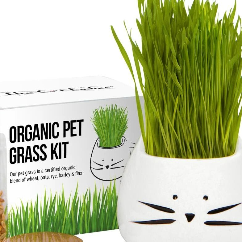 Organic Cat Grass Growing Kit