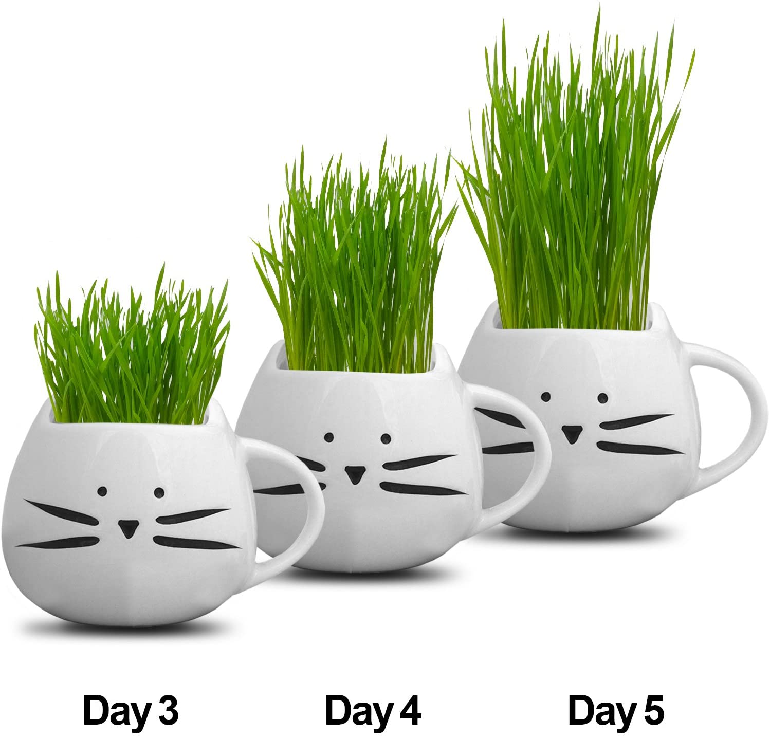 Organic Cat Grass Growing Kit