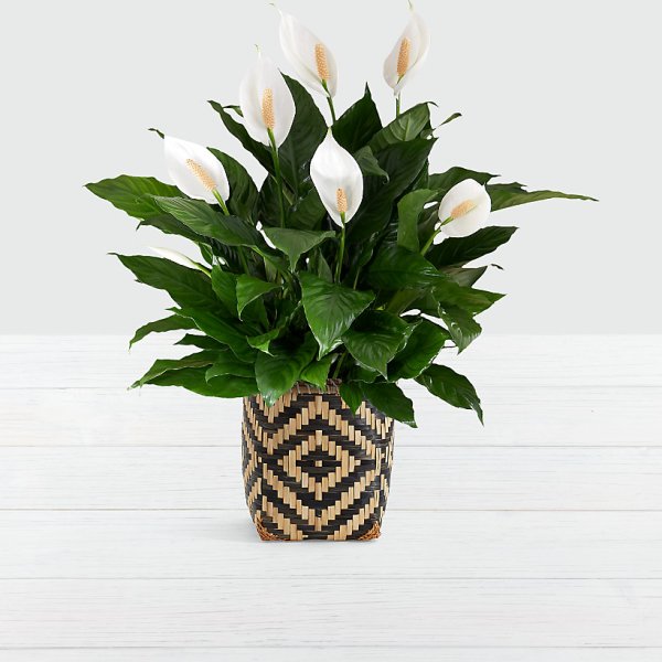 Peace Lily - Floor Plant